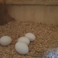 Macaw Parrot Eggs