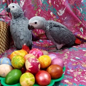 African grey