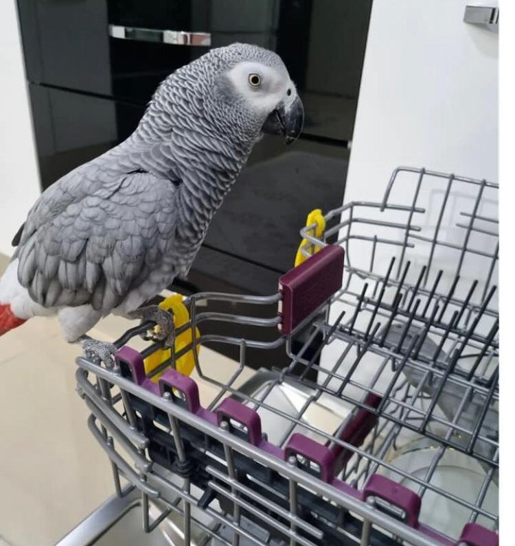 Baby Timneh African Grey Baby Timneh African Grey