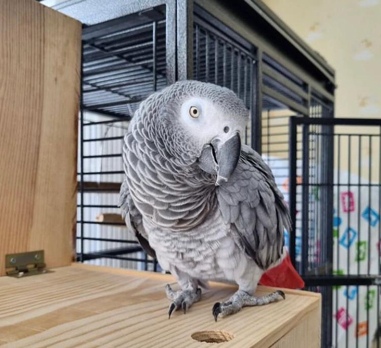 Baby Timneh African Grey Baby Timneh African Grey
