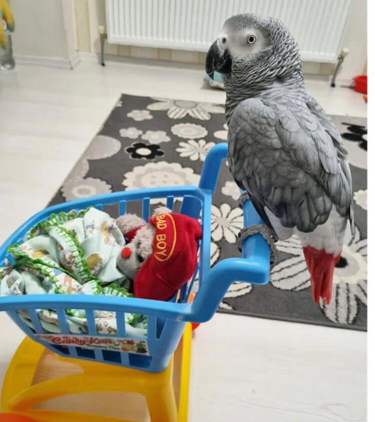 Baby Timneh African Grey Baby Timneh African Grey