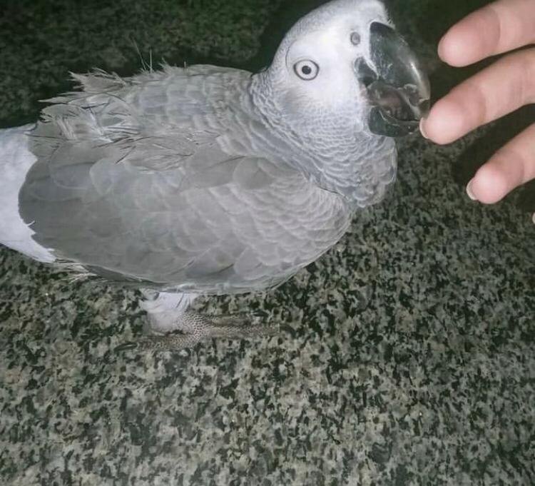 Baby African Grey Parrot Baby African Grey Parrot