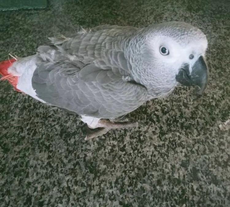 Baby African Grey Parrot Baby African Grey Parrot