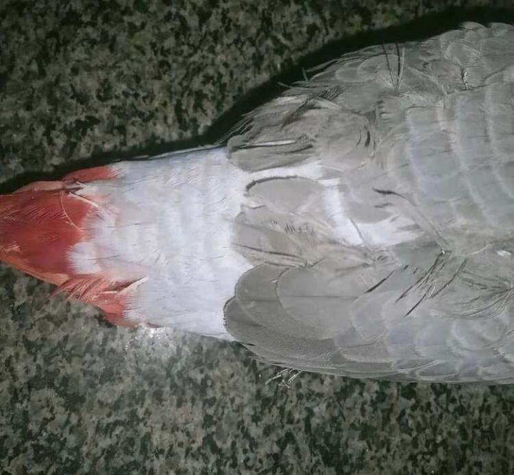 Baby African Grey Parrot Baby African Grey Parrot