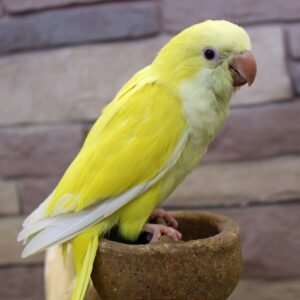 Yellow Quaker parrots