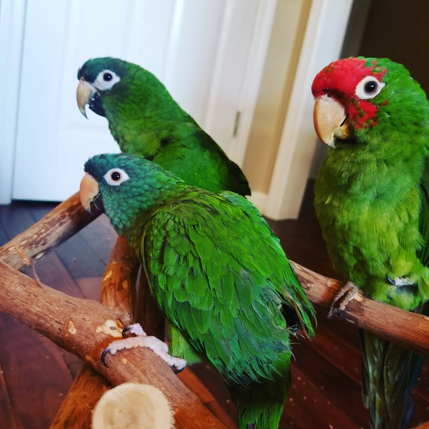 Babies Hahns Macaws Babies Hahns Macaws