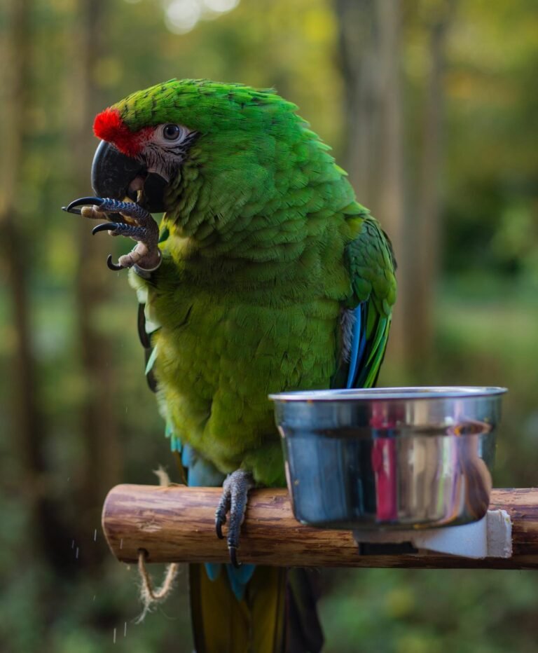 Military Macaw For Sale Military Macaw For Sale