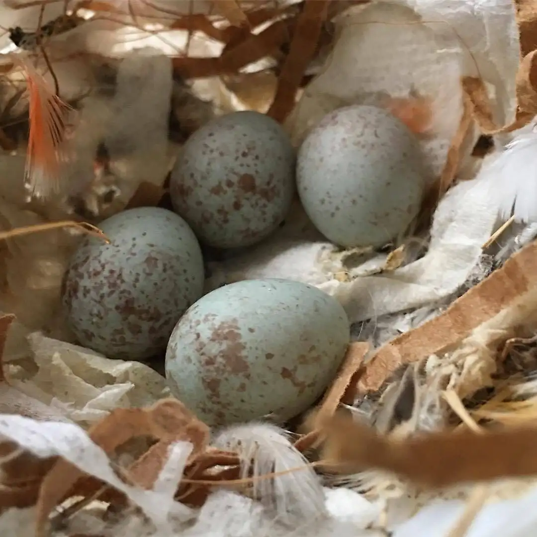 Buffon Macaw Parrot Eggs Buffon Macaw Parrot Eggs