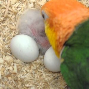 fertilized eggs