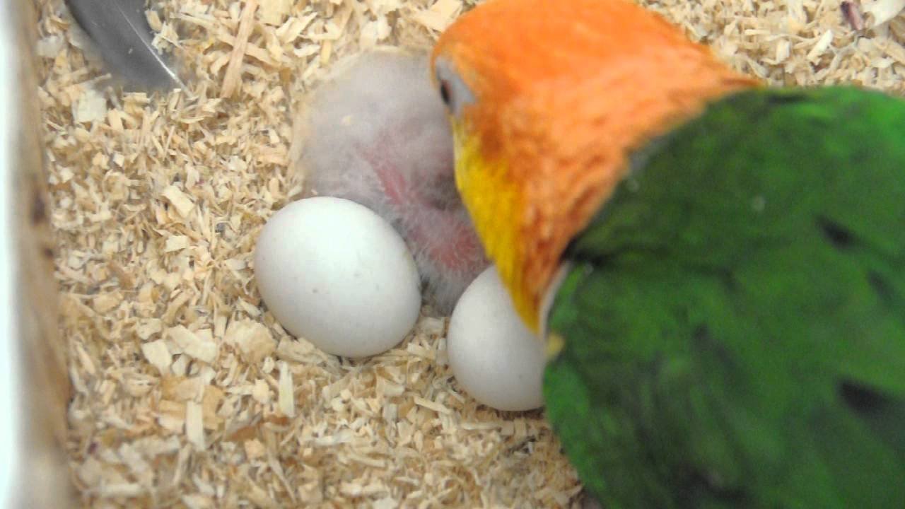 fertilized eggs