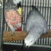 African Grey